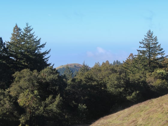 A landscape photo of forest at La Honda Creek Open Space Preserve