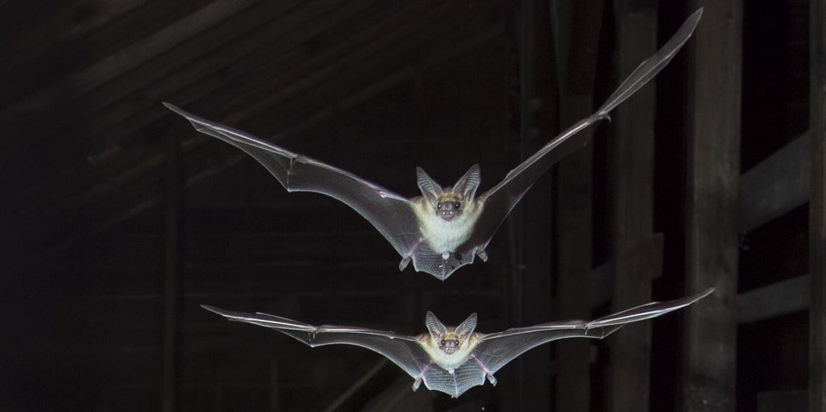 A pair of pallid bats flying out of the barn at night.