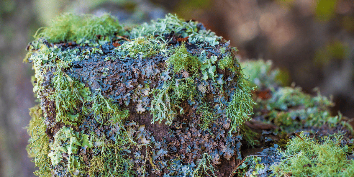 Life of Lichen