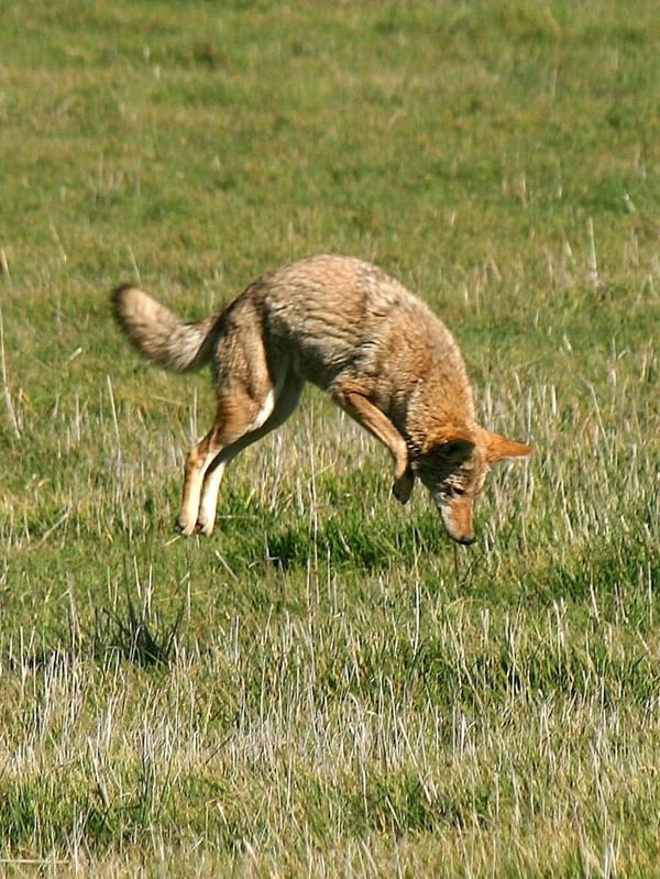 MB_EL_Elka-Lange_Coyote-pouncing_20050124_01 (1)