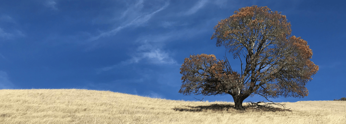 MB_GB_Gail-Bower_vistas-trees-oaks_20171122_96_16x9-1