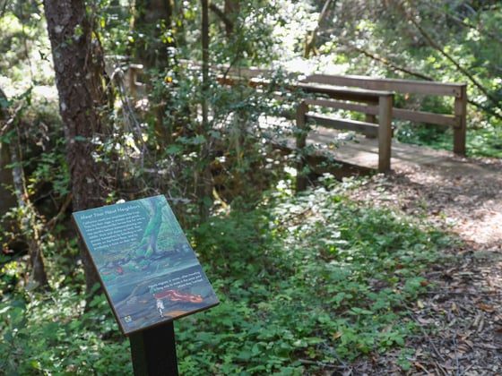 Image of an interpretive sign about newts near a bridge on the Stevens Creek Nature Trail in Monte Bello Preserve.