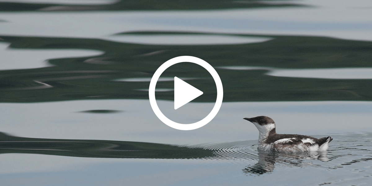 Marbled murrelet