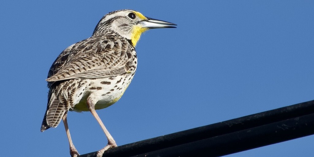 A Western meadowlark sits atop a fence