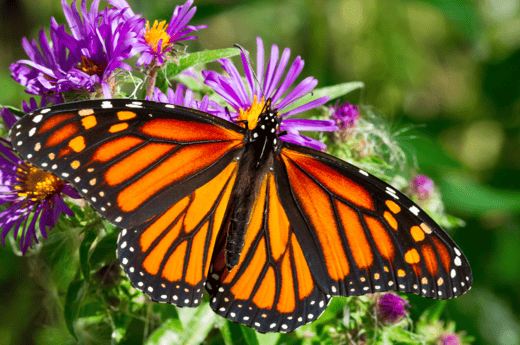 Monarch butterfly by Dantesattic-GettyImages