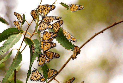 Monarch butterfly overwintering at Pismo beach eucalyptus trees