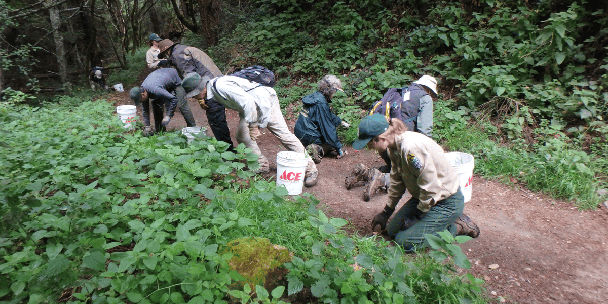 Midpen staff and volunteers conducting habitat restoration work.