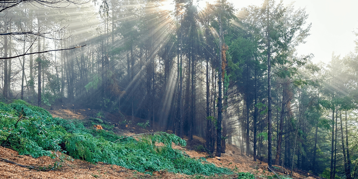 Light shining through unhealthy Douglas fir trees.