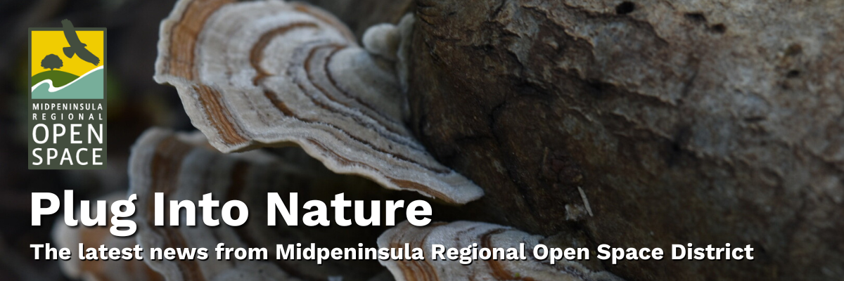 Closeup of turkey tail fungus