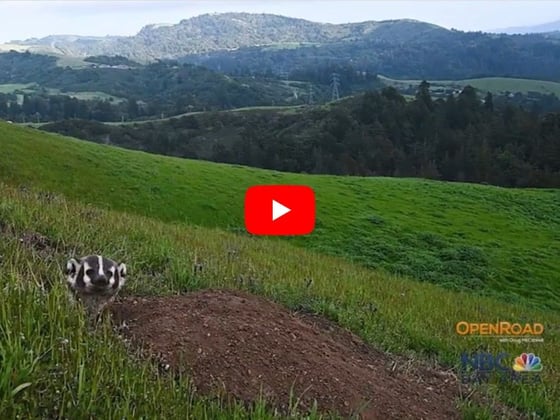 Screenshot taken from the OpenRoad TV episode with a badger peeking its head out from its burrow with grassland and rolling hills in the background