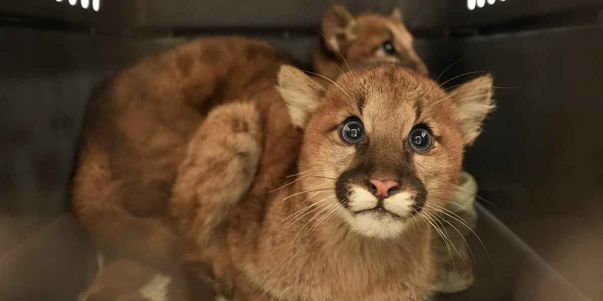 Two mountain lion cubs in a carrier