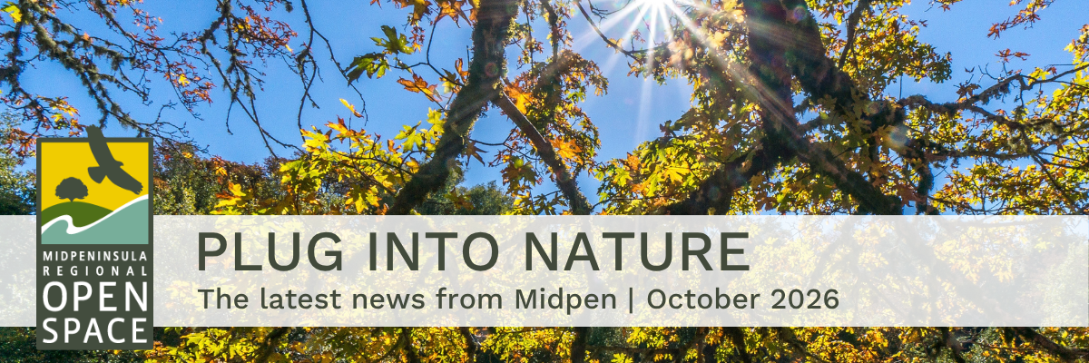 Image of big leaf maple leaves turning yellow with a blue sky and sun flare, and with the text “Plug into Nature: The latest news from Midpen: October 2026"