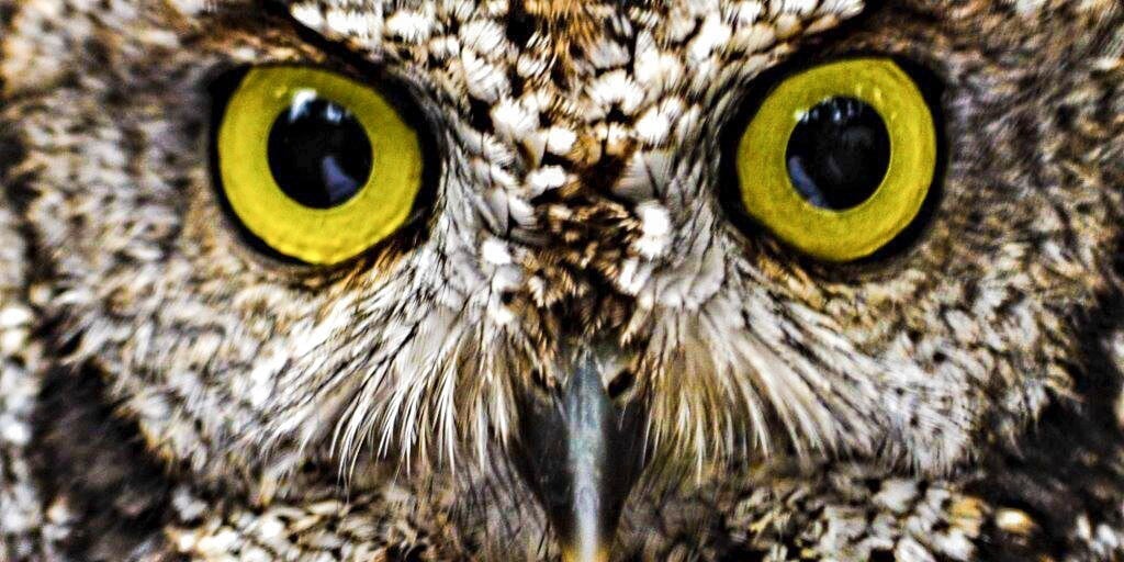Close-up of an owl's eyes and beak