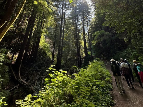 A group of women walk along a trail beneath a redwood canopy