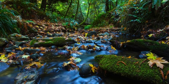 A flowing creek filled with moss-covered stones and yellow, orange, and red maple leaves