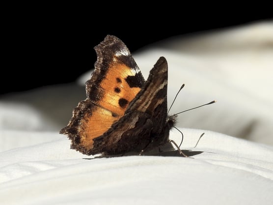 PIC_DB_Daniel-Burney_butterfly-close-up_2017-02-11_64
