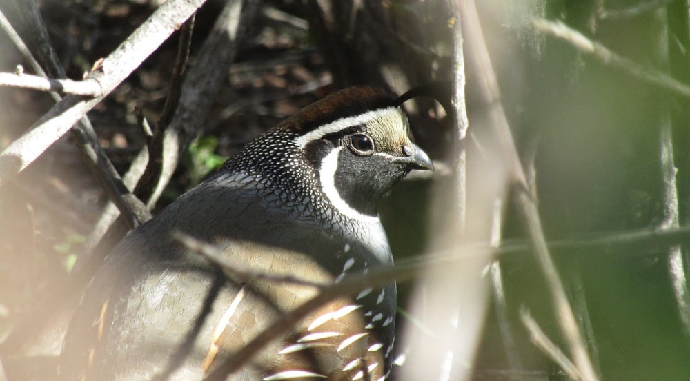 Photo of a California quail by Lucy Wang