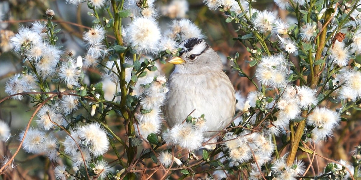 A sparrow blends into a flowering coyote brush