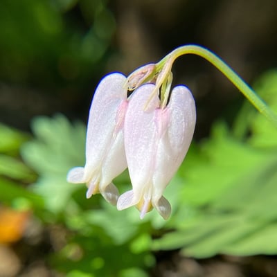 Photo of Pacific bleeding hearts by Padmini Kokali