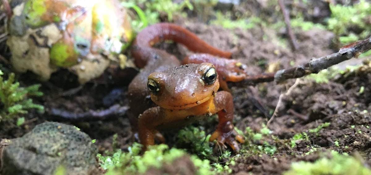 Photo of a newt on mossy ground