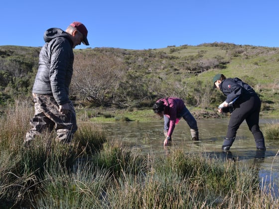 Three biologists wade in a pond searching signs of reptiles and amphibians