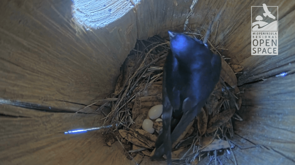 Western purple martin nest cam