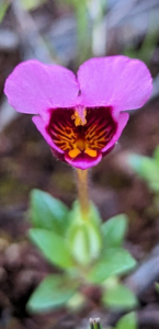 Purple mouse ears flower