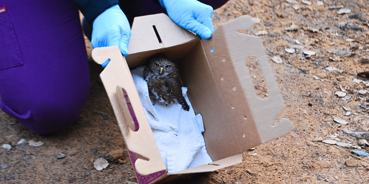 Pygmy Owl release