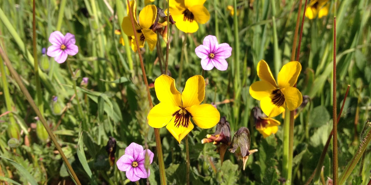 Closeup of a cluster of pink and yellow wildflowers