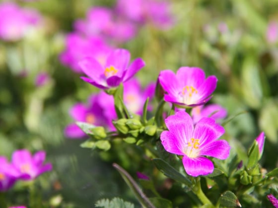 Closeup of California native wildflower red maids
