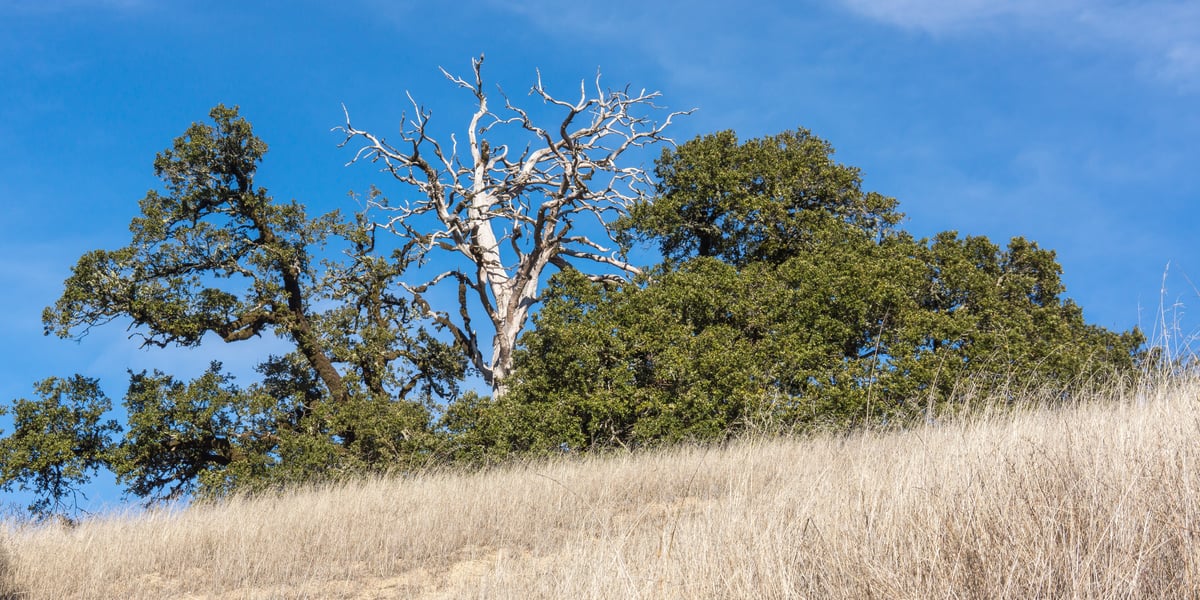 RR_Midpen_Karl-Gohl_plants-trees-snag_20151201_01