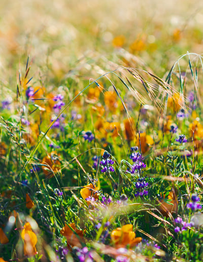 RR_WY_Wing-Yung_close-up-flowers_unk_2331-1