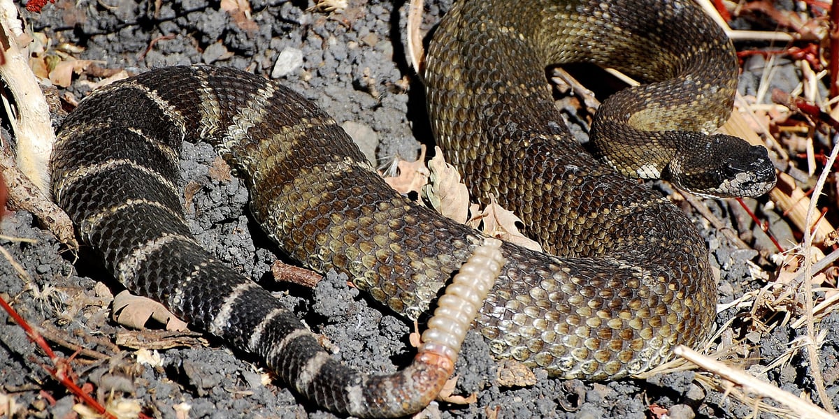 Closeup image of a rattlesnake.