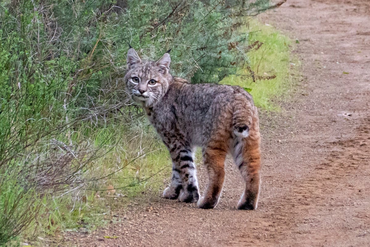Photo of a bobcat on a trail by Scott Howard