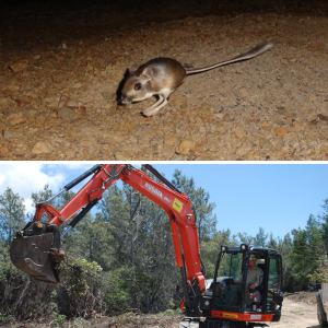 Santa Cruz kangaroo rat and man in excavator pulls up vegetation