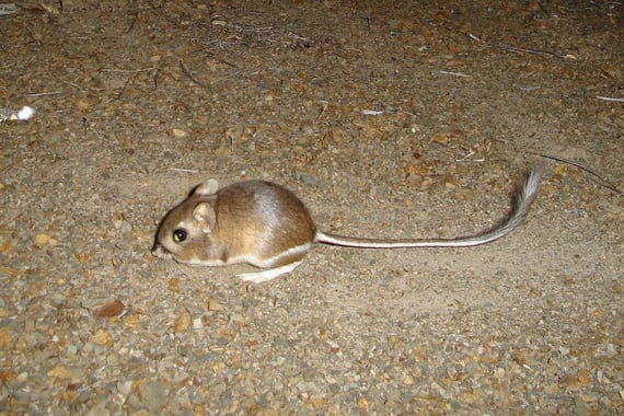 Close-up of a Santa Cruz kangaroo rat