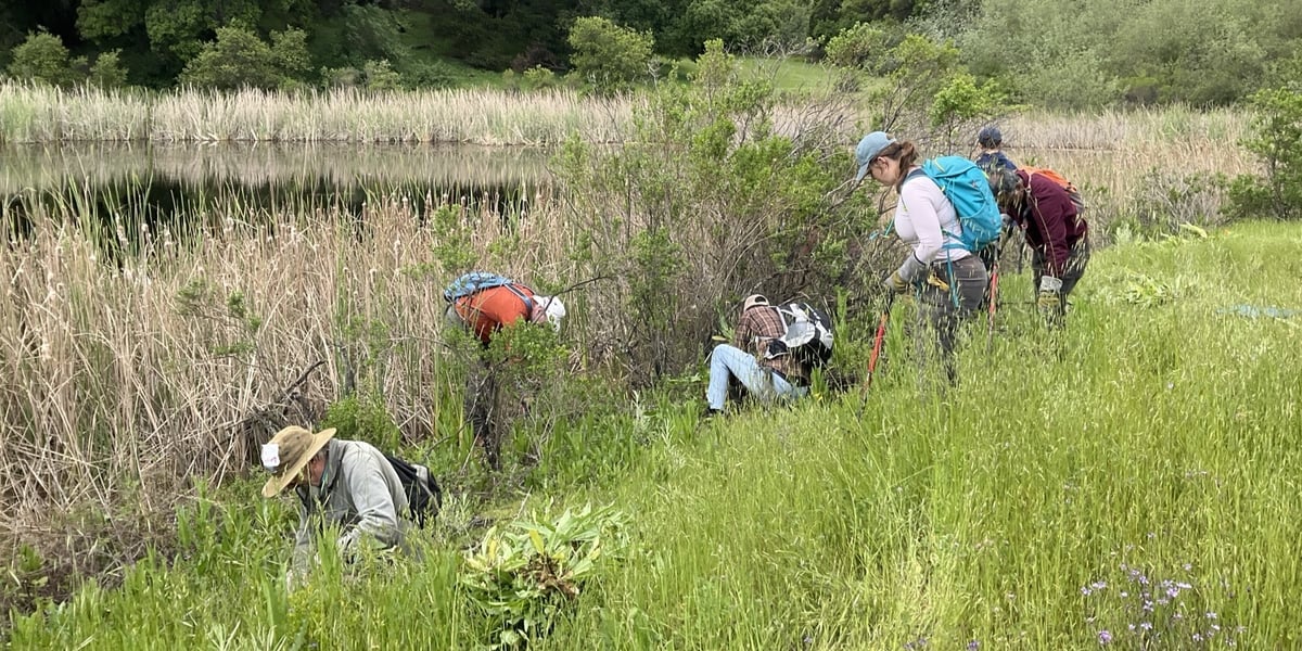 SA_Midpen_C-Caldwell_landstewards-cherrysprings-teasel_20240425_06 (1)