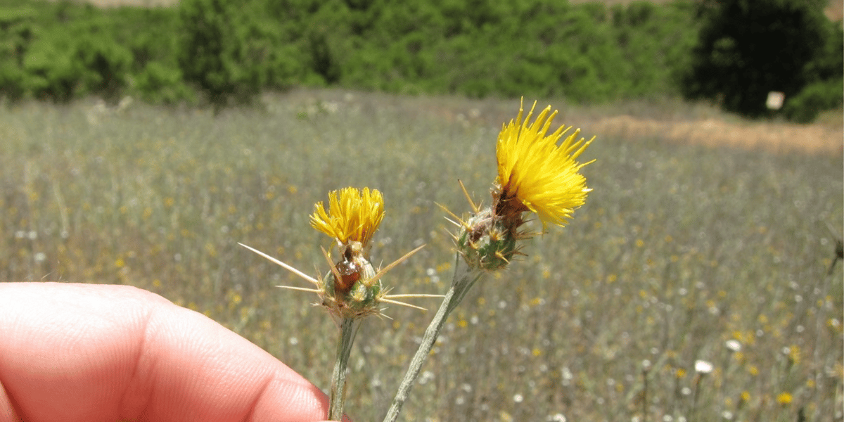 Yellow star thistle