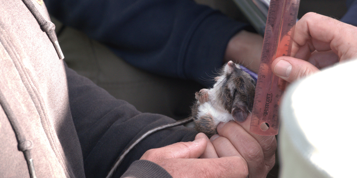 SC Kangaroo rat measurements