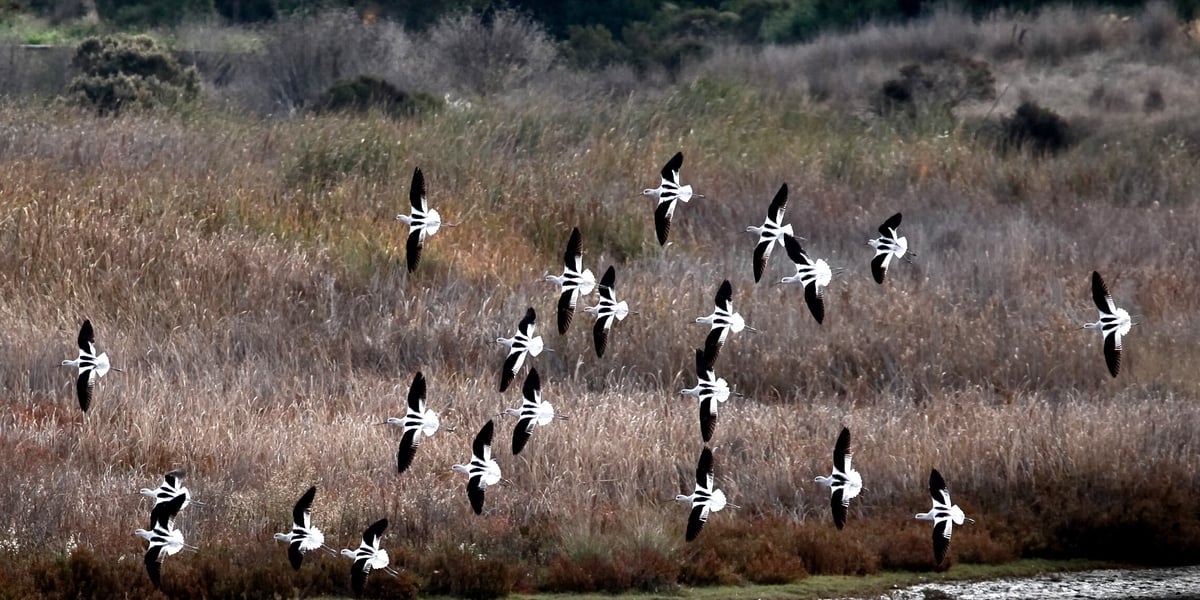 A flock of black and white birds flying in the baylands with grasses behind them. 