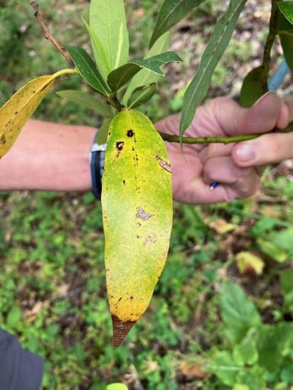 Photo of California bay laurel lead infefected with sudden oak death