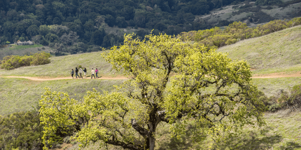 Hikers on a trail behind a large oak tree