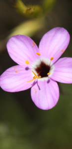 Serpentine linanthus flower