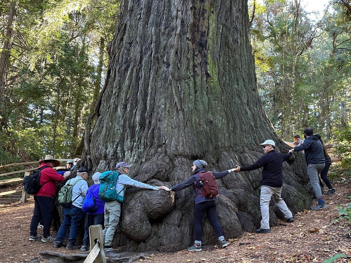 People holding hands around the trunk of a redwood tree.