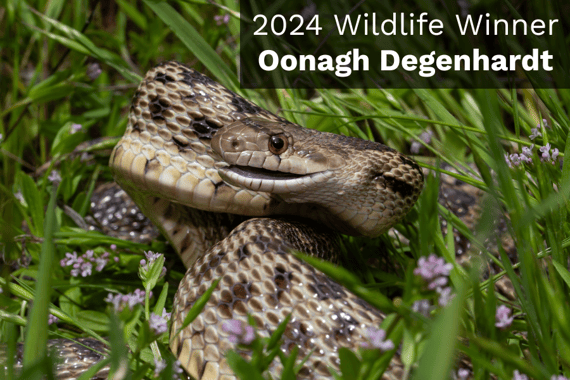 Winning wildlife photo from the 2024 Photo Contest features a gopher snake