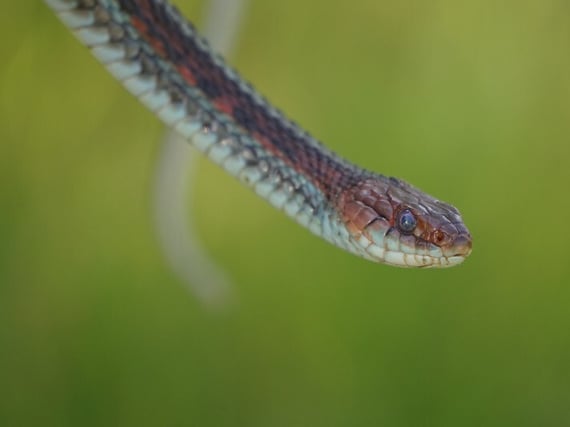 Closeup photo of the head of a San Francisco garter snake