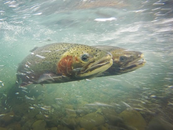 Steelhead pair spawning on Pena Creek Credit Will Boucher, California Sea Grant 25911324288_8c51ee4df8_o
