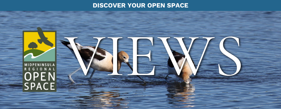 Pair of American avocets in the water