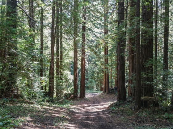 A segment of new trails in La Honda Creek Preserve winds through a redwood forest