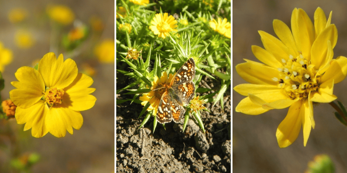 Different varieties of tarplants